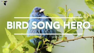 Uploaded image Bird_song_hero.jpg