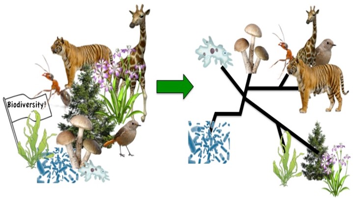 Tree of Life: Transforming the "parade of phyla" into an integrated curriculum group image