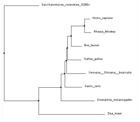 NIBLSE Incubator: Bioinformatics - Investigating Sequence Similarity group image