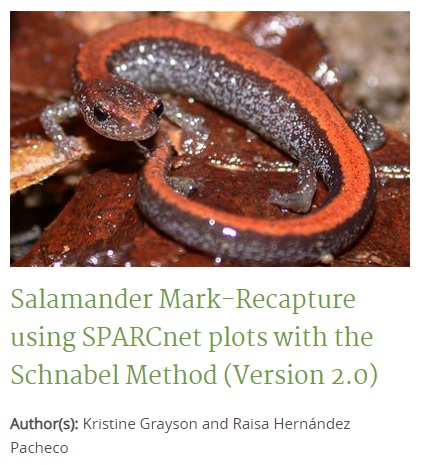 ROW - Salamander