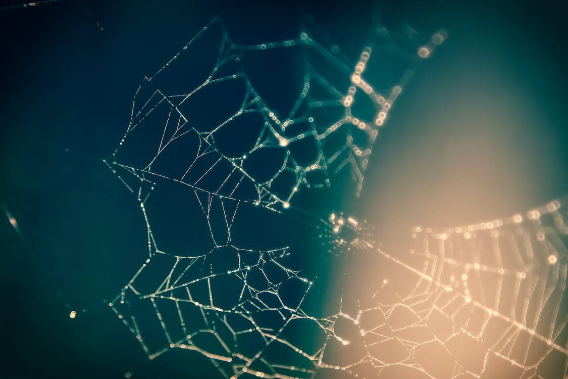 Spiderweb backlit by the sun with droplets of water. 