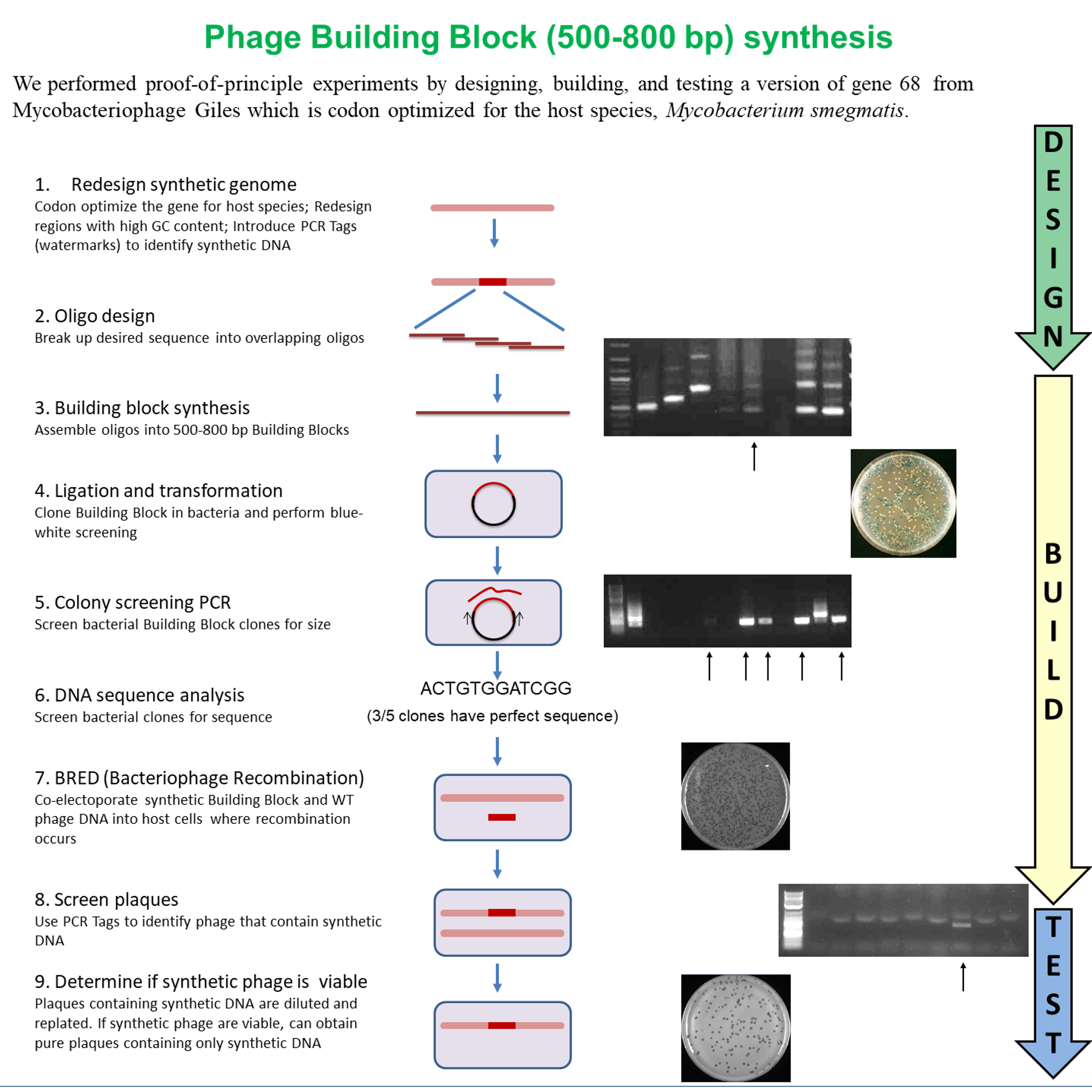 Build-a-Phage Workflow