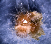 Ingestion of Microplastics by Coral