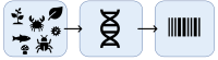 DNA barcoding / Custom barcoding pipeline