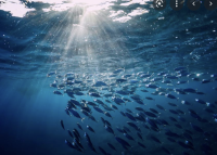 Water We Doing: A Deep Dive Into Sustainable Ocean Management & Blue Economies