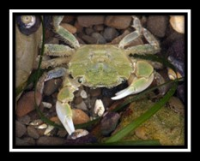 Fluoxetine and Crab Behavior: Multiple Linear Regression