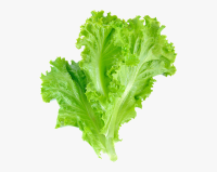 Lettuce Use Math