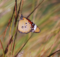 Long-Term Ecological Research Network Malaise Trap Project