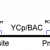 Mycobacteriophage Giles Engineering