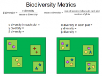 Calculating and Comparing Biodiversity Materials Across Sites Using NEON Herbaceous Vegetation Data - a Tutorial