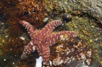 Ocean Acidification: Predator-Prey Interactions of Intertidal Snails and Sea Stars