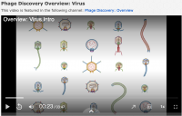 Phage Discovery Videos