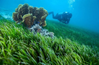 A Potential Novel Ecosystem: The Reduction of Bacterial Pathogens through Seagrass Meadows