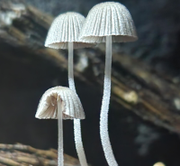 Shroomology 1010- Introduction to the Fascinating World of Fungi Lesson Plan
