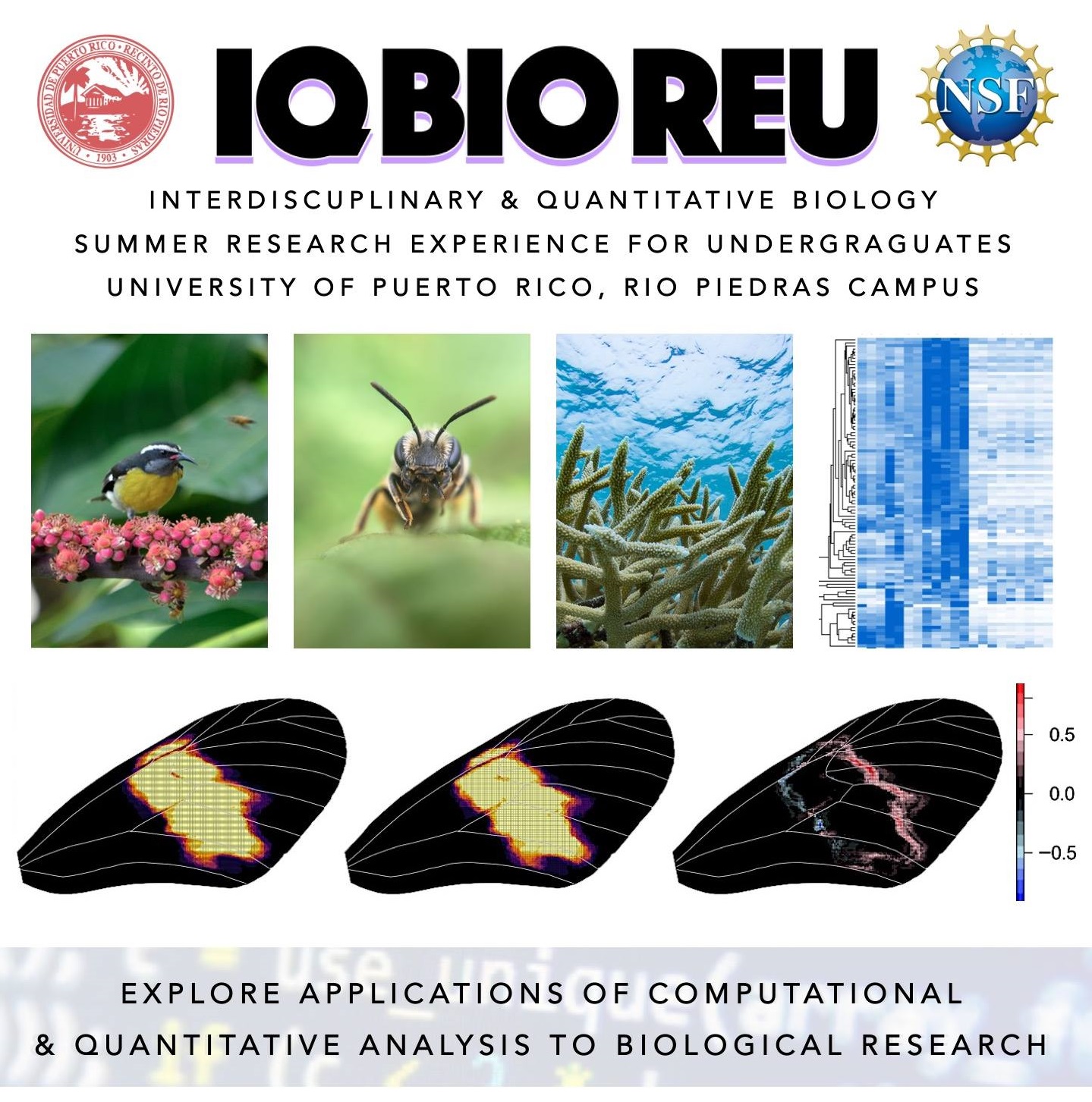 QUBES Blog Opportunity for Undergraduates Interdisciplinary