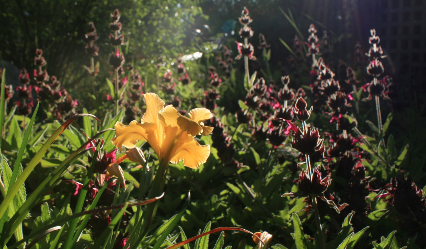 yellow flower at rancho ana botanic garden