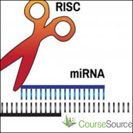 Using Undergraduate Molecular Biology Labs to Discover Targets of miRNAs in Humans