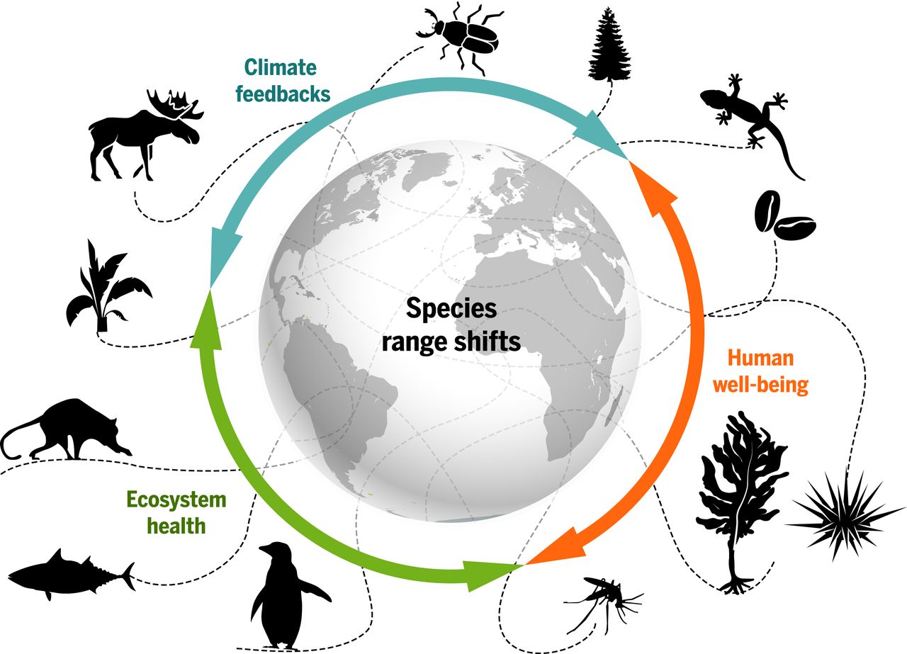 Species Range Over Space and Time