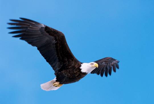Modification of "Exploring the population dynamics of wintering bald eagles through long-term data" module