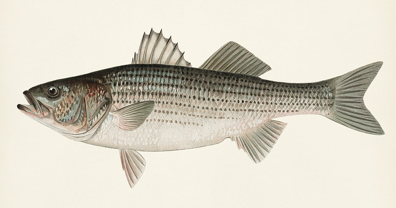 Striped Bass: A Regulatory Success Story