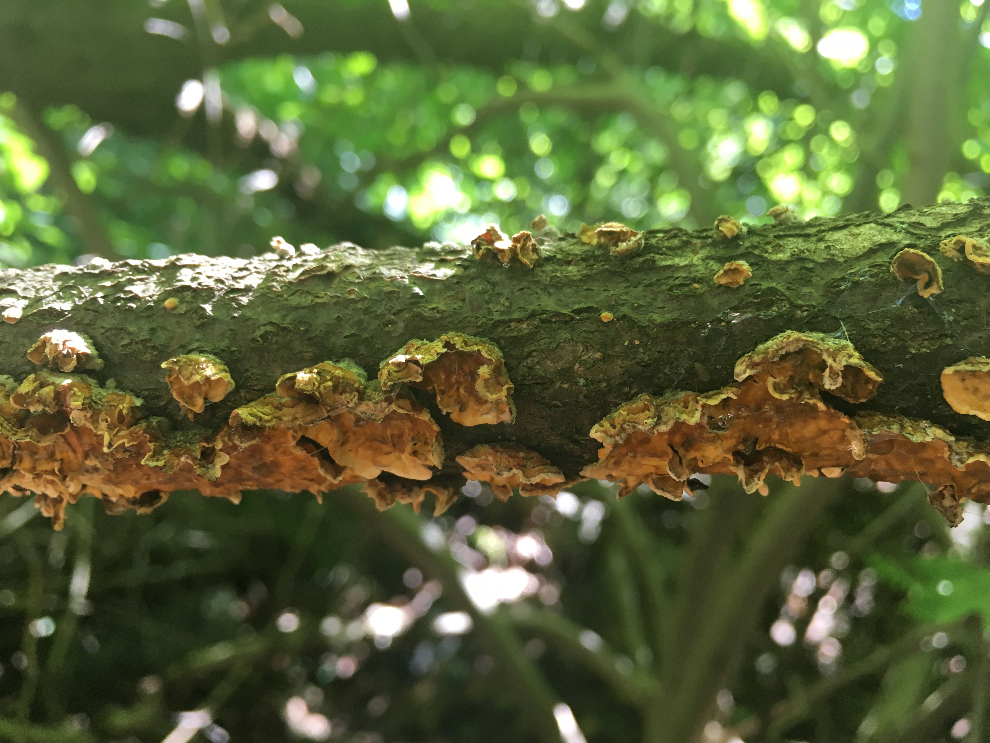 NMDS to Study Dead Wood Fungi Communities in Parks of New Jersey