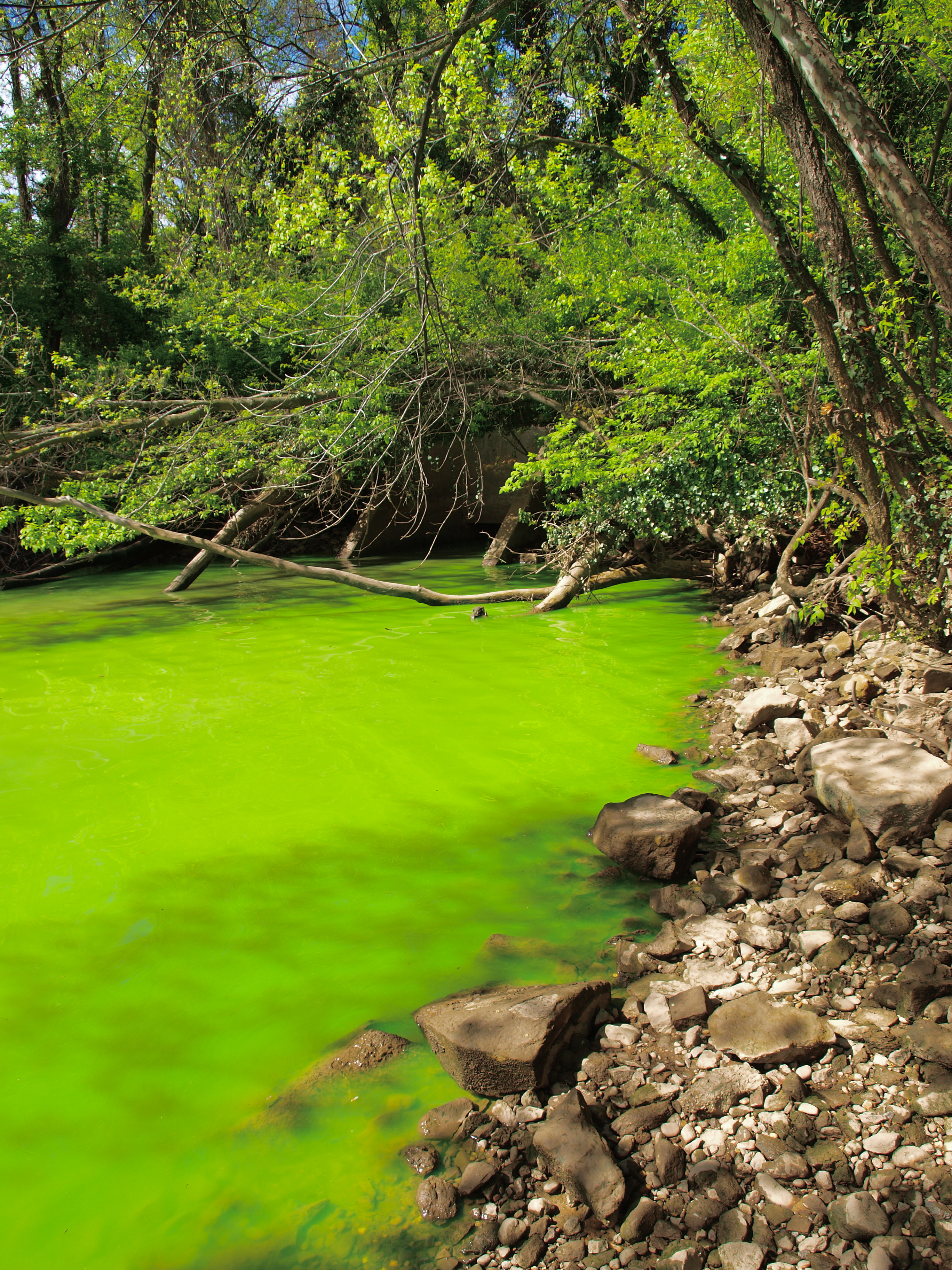 Too much of a good thing?  Exploring nutrient pollution in streams using bioindicators