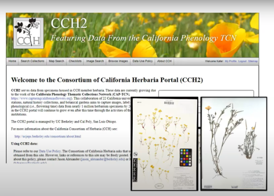 A New Phenology-focused CURE using Herbarium Specimen Data