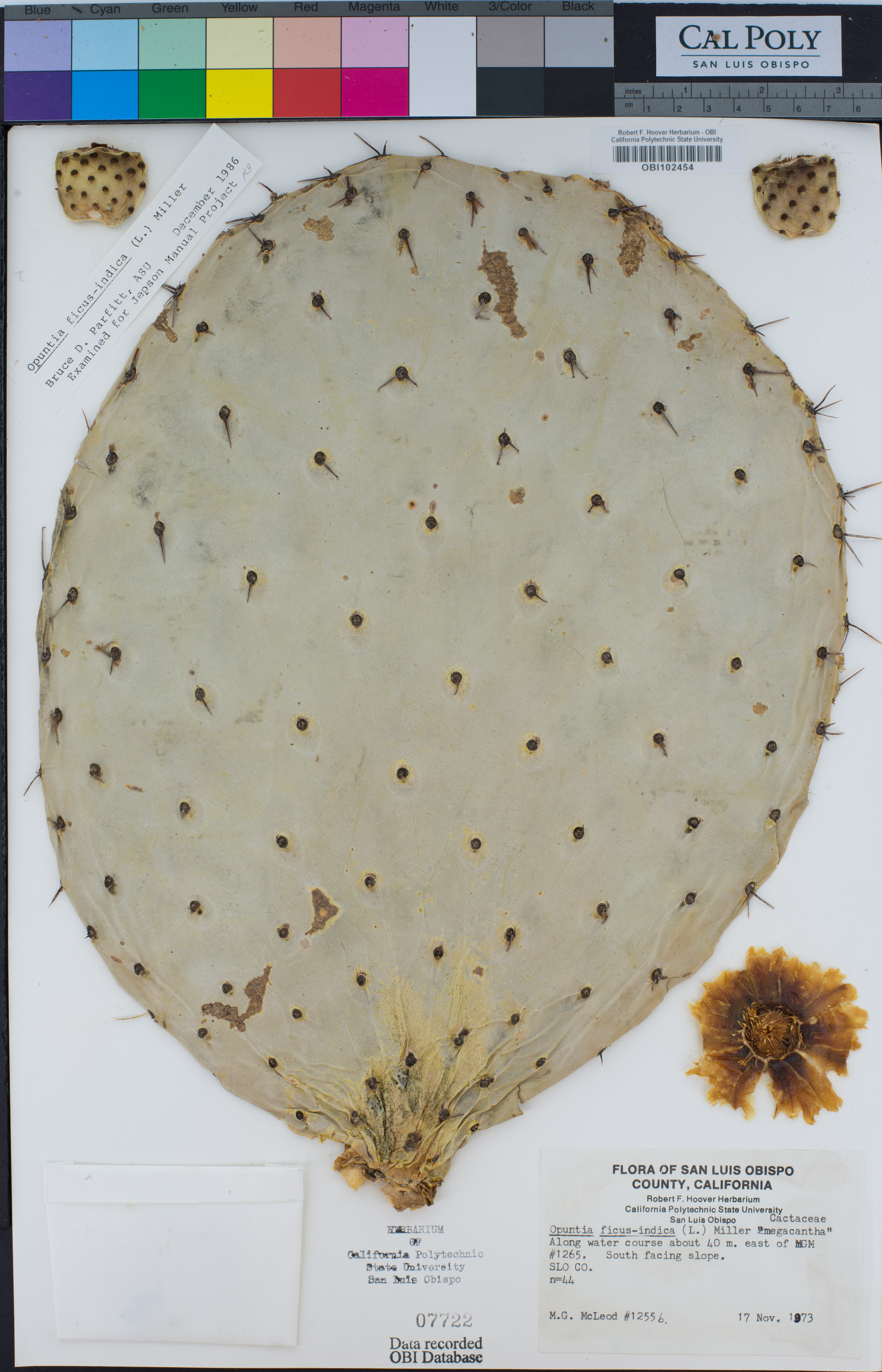 A Phenology-focused CURE using Herbarium Specimen Data