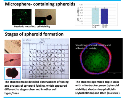 Fibroblast spheroids and other models of wound healing and infectivity