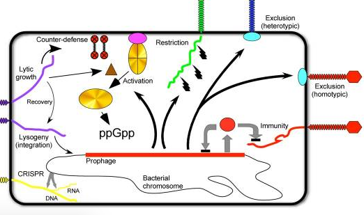 Exploring Fundamental Concepts of Phage Immunity Systems: A jigsaw activity