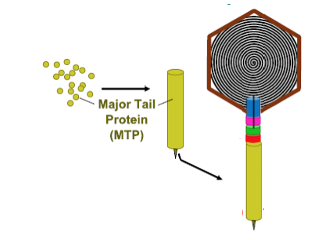 Exploring Functions for Common Phage Proteins