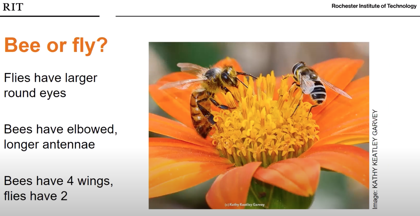 Backyard Beetles + Pollinators: EREN-NEON Flexible Learning Project