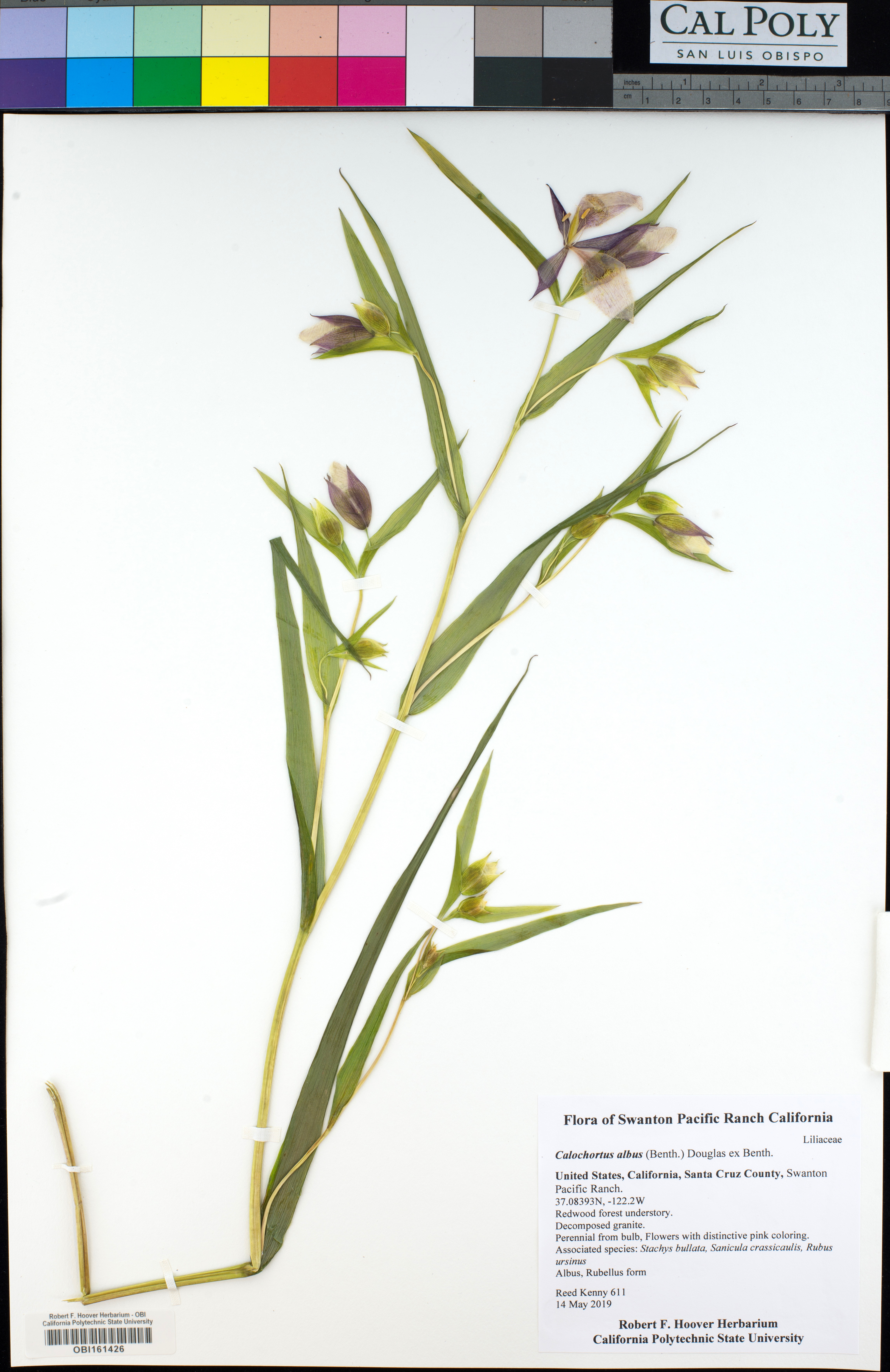 Peek into Plant Diversity using Herbarium Specimens (Online!)