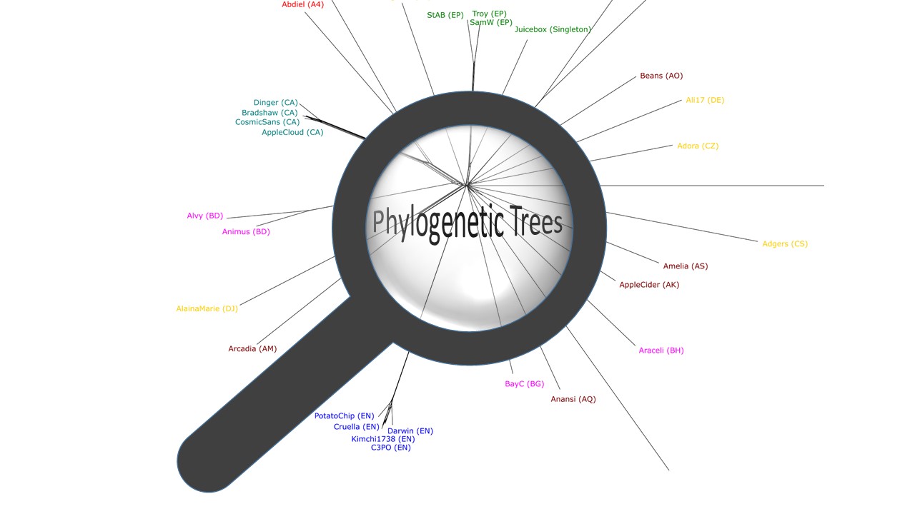 Introduction to Phylogenetic Trees for Comparative Genomic Analysis