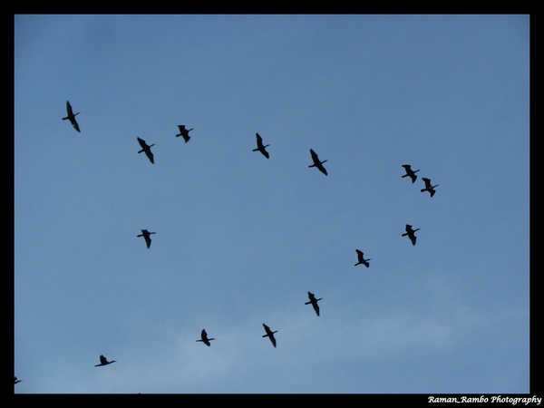 Nature’s Flying Machines:   The Evolutionary Relationship of Avian Form & Function