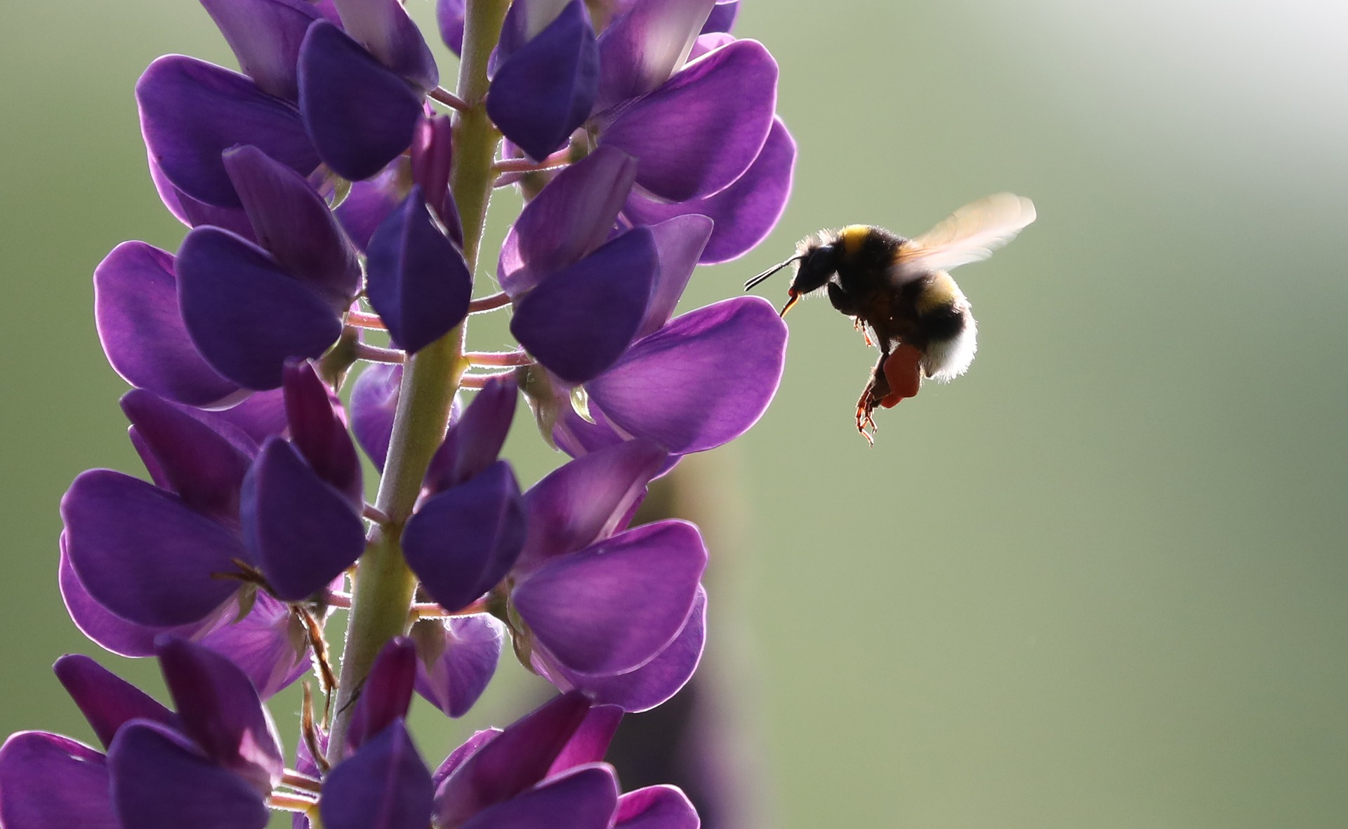 Attract or Defend? Secondary Compounds among tissues in two species of Lupine (Fabaceae)