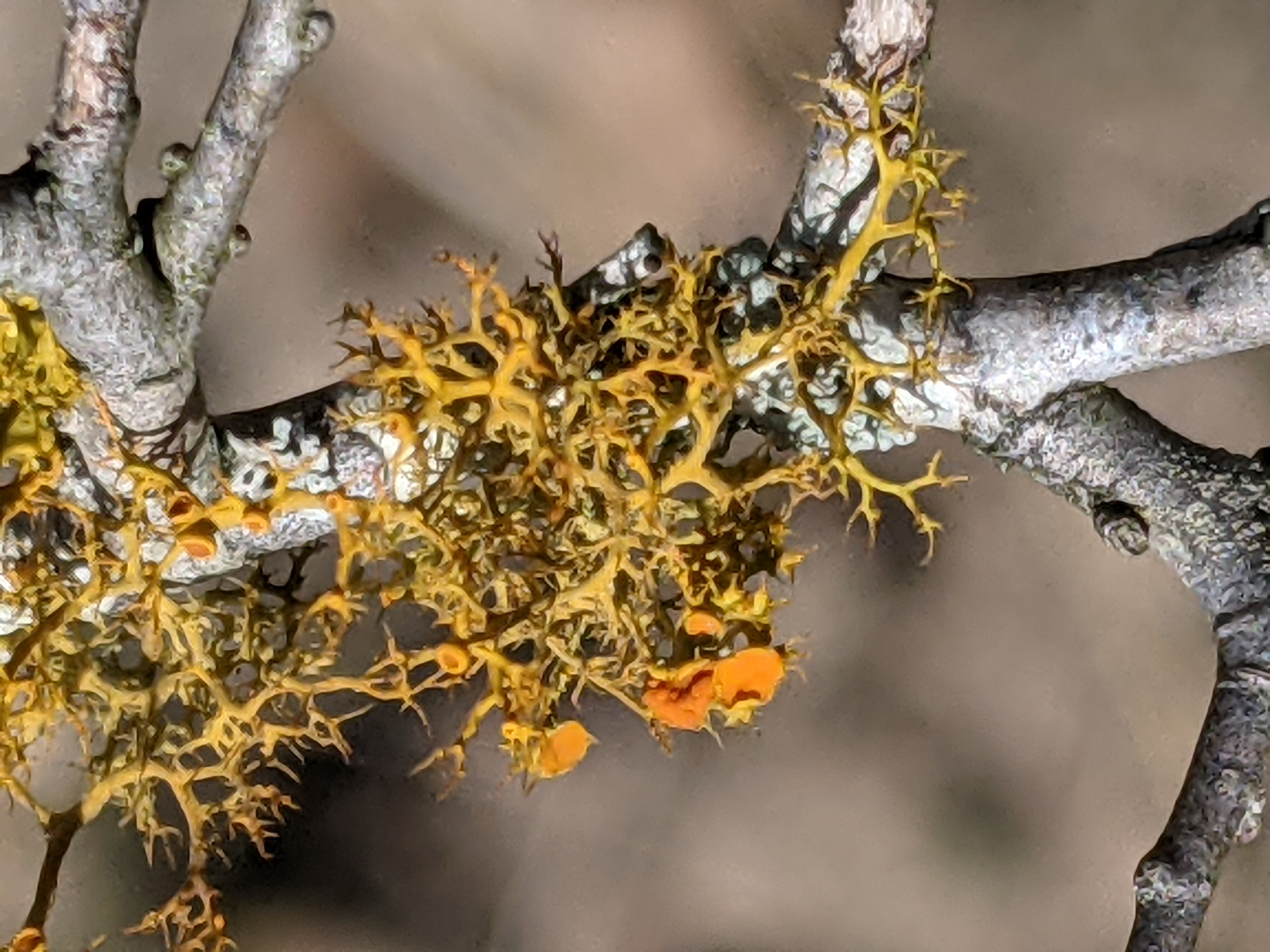 Lichens in Your Local Landscape