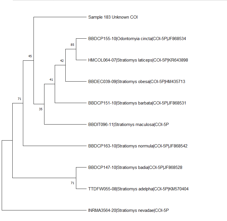 Applying phylogenetic tree building in MEGA X to forensic applications for identifying unknown specimens