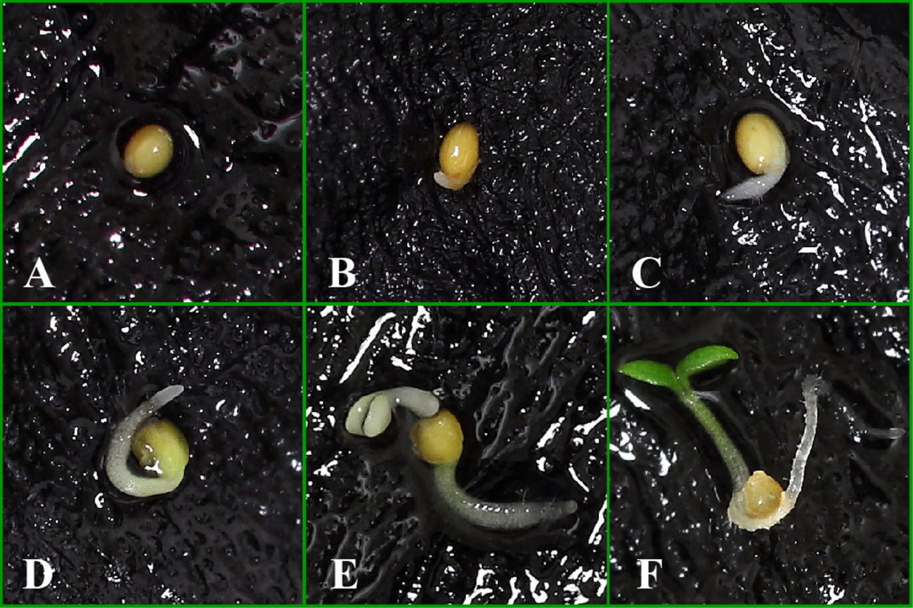 Figure 3. Seed germination. (A) Seed with no signs of germination (B) Seed in the early stages of germination as evidenced by the presence of a radicle that has just broken seed coat. (C, D) Root elongation, (E) Hypocotyl emergence, and (F) Greening of th
