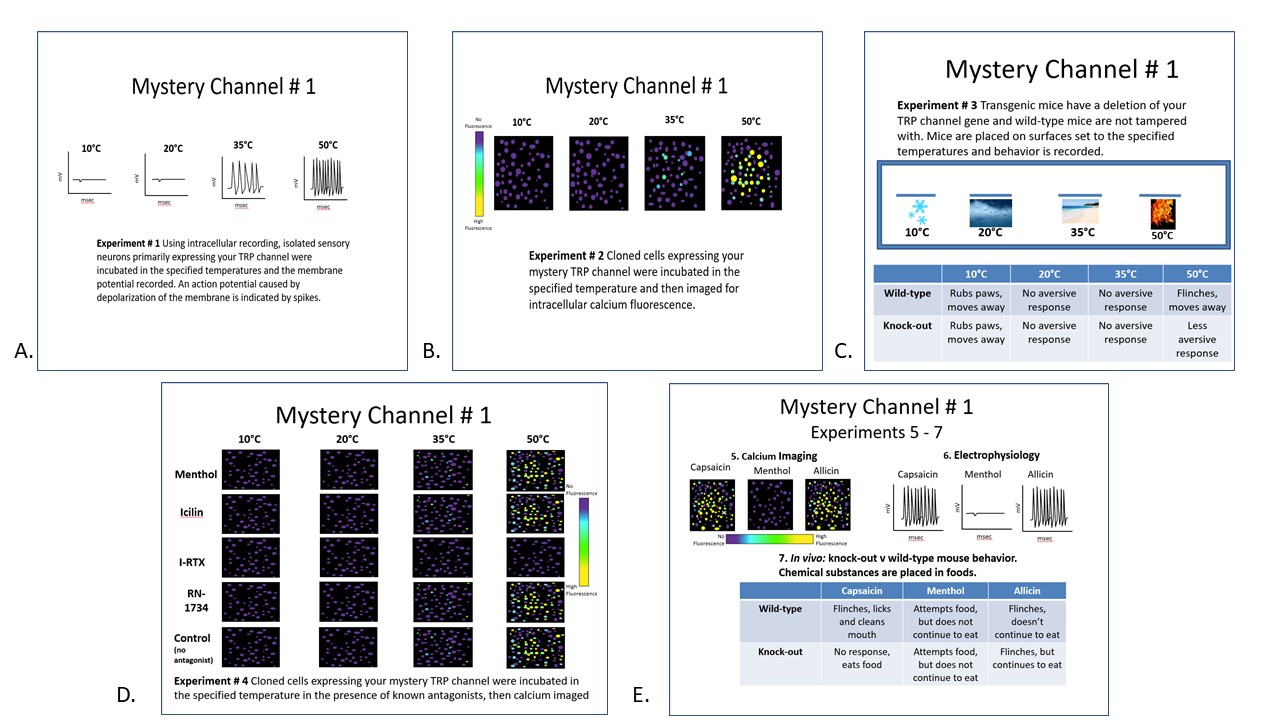 Figure 3. Data experiments for mystery TRP channel #1