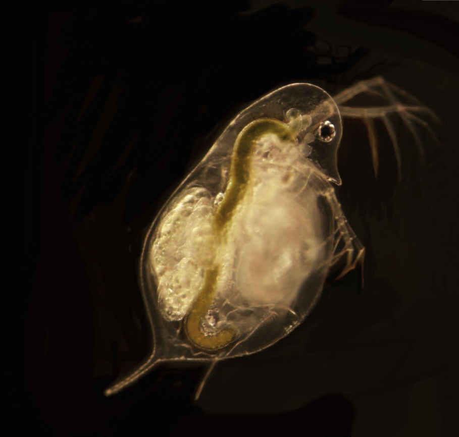 Dynamic Daphnia: An inquiry-based research experience in ecology that teaches the scientific process to first-year biologists