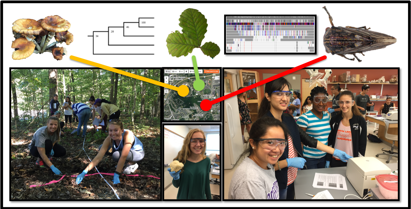 CURE-all: Large Scale Implementation of Authentic DNA Barcoding Research into First-Year Biology Curriculum