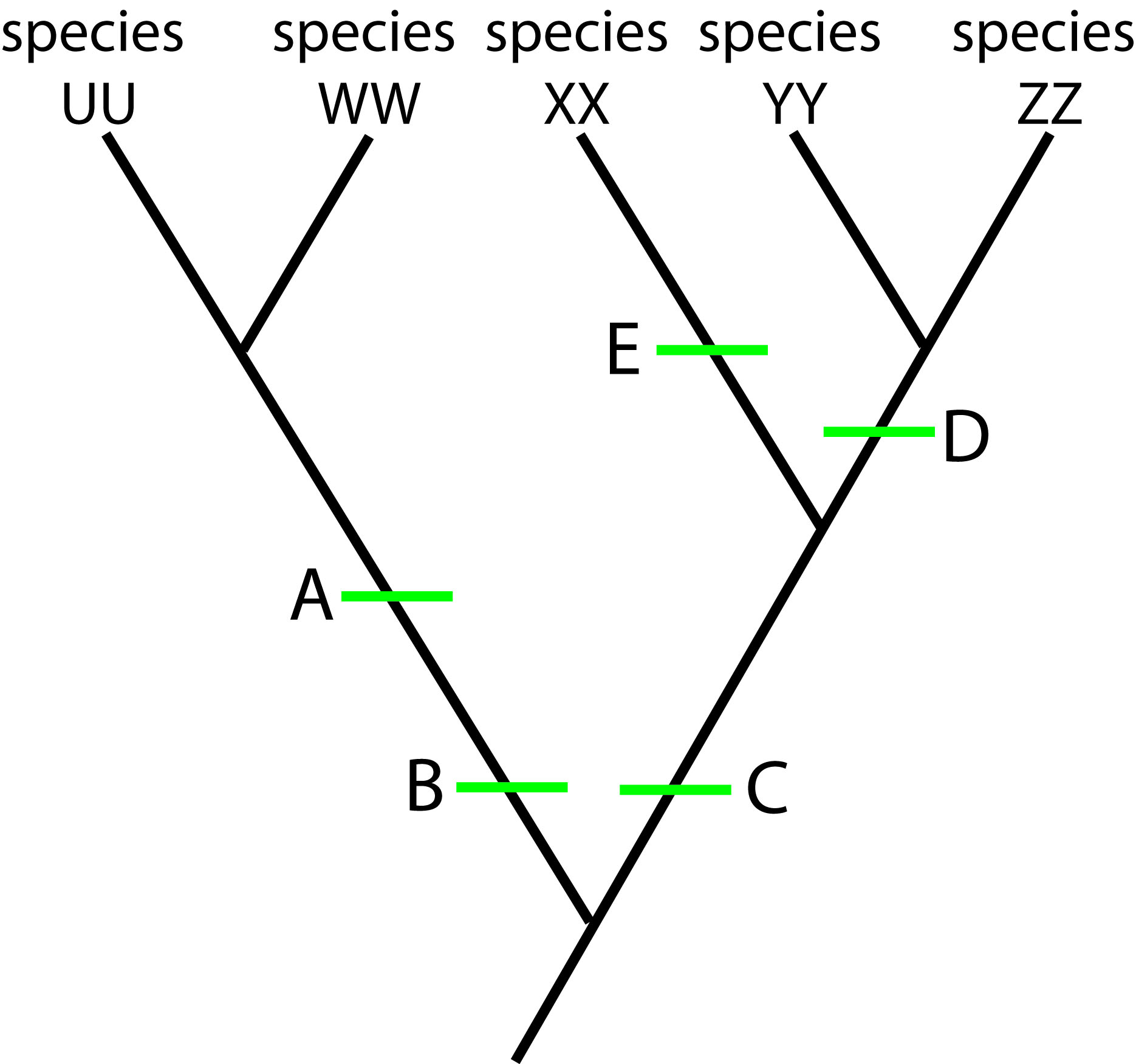 Tracker Question 1 Phylogenetic Tree graphic