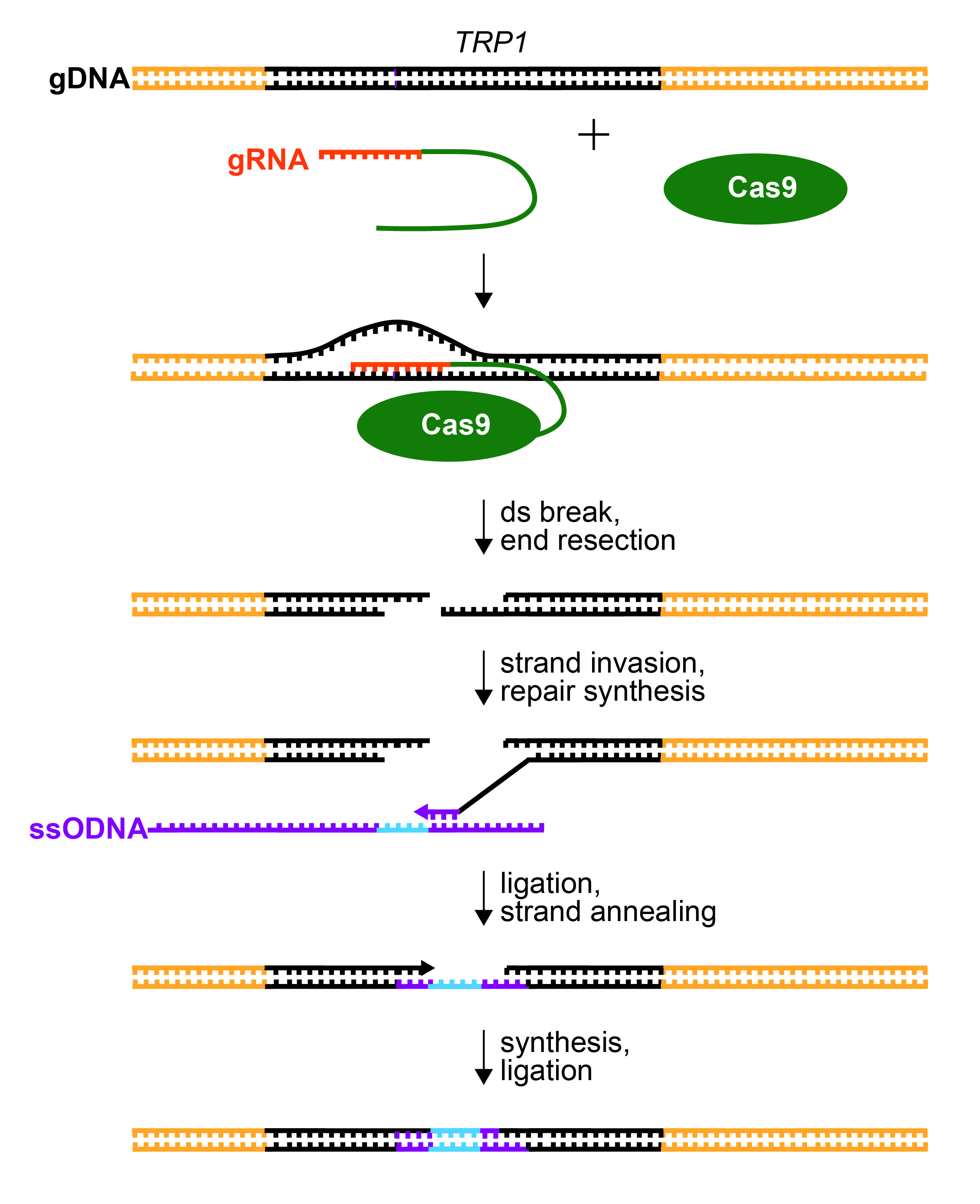 Figure 2. Repair of CRISPR/Cas9-Mediated dsDNA Break.