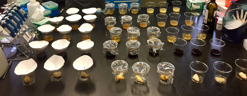Gotcha! Which fly trap is the best? An introduction to experimental data collection and analysis