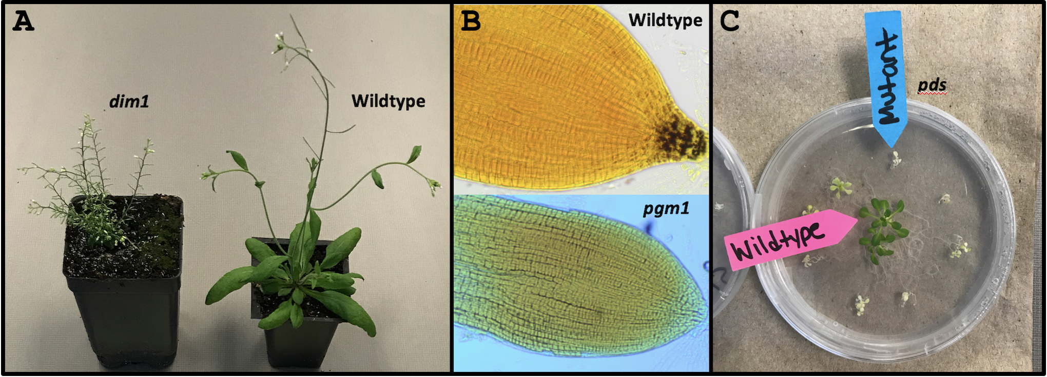 Figure 1. Phenotypes of wildtype Arabidopsis plants