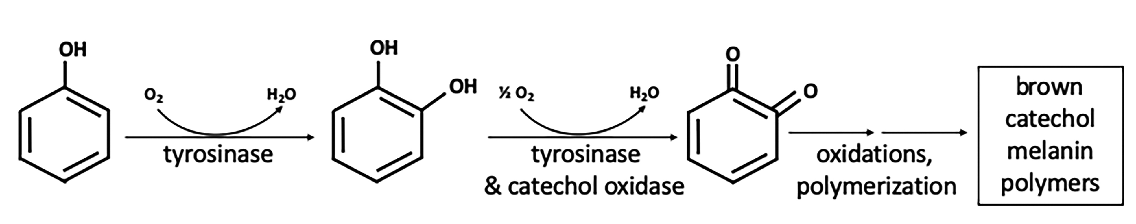 Figure 1. Reaction pathway in the browning of Hass avocado by polyphenol oxidase.