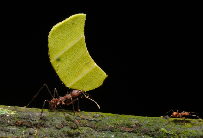 Figure 1. The leaf-cutter ant Atta columbica carrying a leaf back to its colony. 