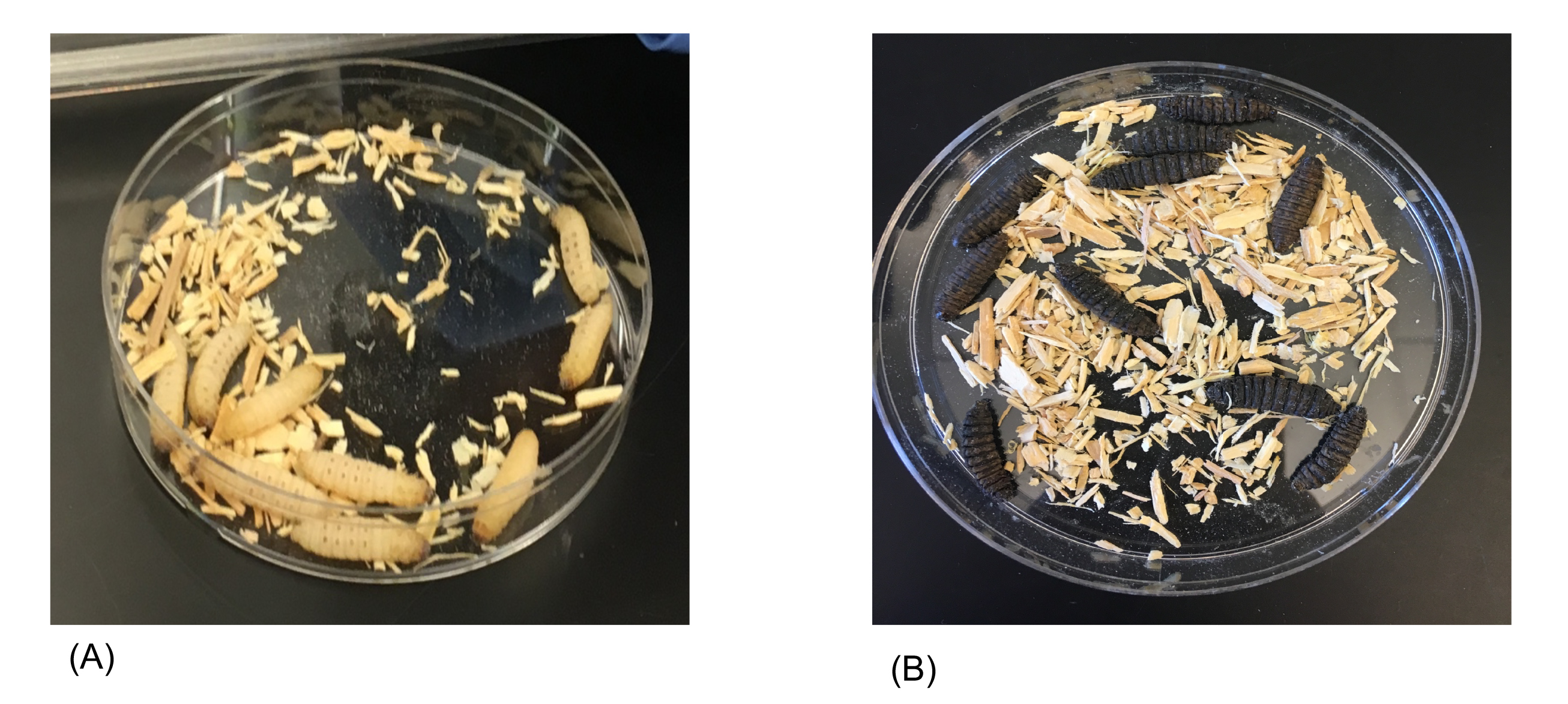 Figure 1. Visual assessment of Galleria mellonella larvae before and after bacterial infection. 