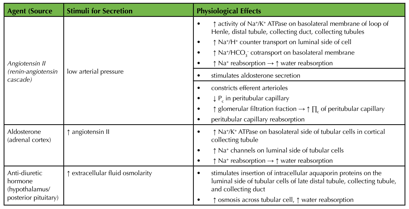 Table 1. Summary of hormonal regulation of tubular reabsorption (2).
